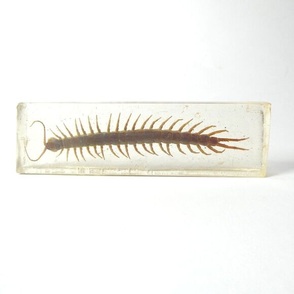 Centipede in Clear Resin Real Bug Display Insect Specimen 5.5" - Picture 1 of 9